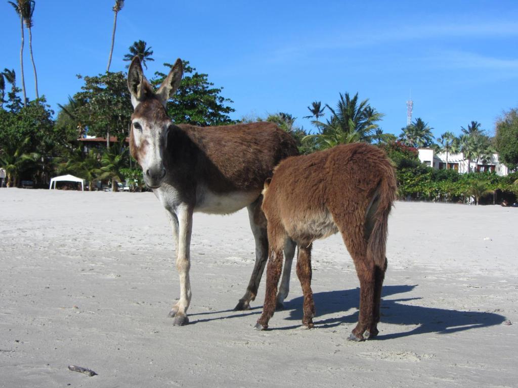 Pousada Do Tadeu Jijoca de Jericoacoara Eksteriør bilde